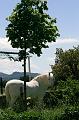 IMG_6167